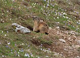 09 03824 Marmotta